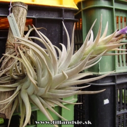 Tillandsia hondurensis