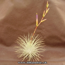 Tillandsia fuchsii var. fuchsii