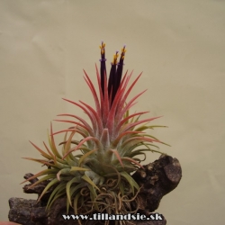 tillandsia ionantha var.rubra