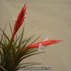 tillandsia caulescens