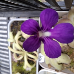 Pinguicula gypsicola x Pinguicula ,Sethos,