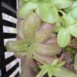 Pinguicula gypsicola x Pinguicula ,Sethos,