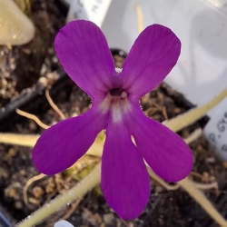 Pinguicula gypsicola x Pinguicula moctezumae