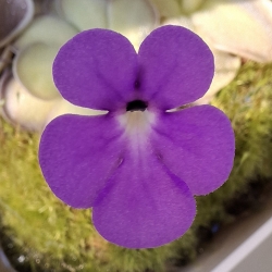 Pinguicula cyclosecta