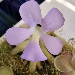 Pinguicula gracilis x Pinguicula moctezumae