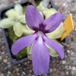 Pinguicula moranensis  ,Molango,