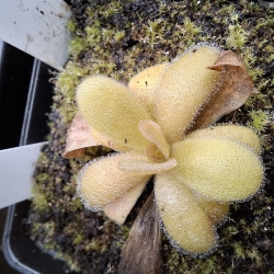 Pinguicula martinezii