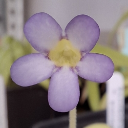 Pinguicula agnata  ,,Small leaf,,