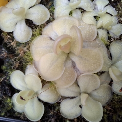 Pinguicula ,Hanka,