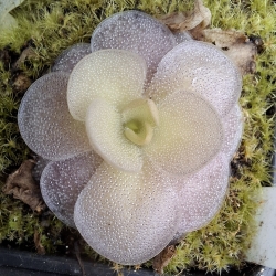 Pinguicula colimensis x Pinguicula cyclosecta