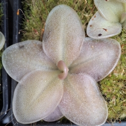 Pinguicula colimensis x Pinguicula moranensis ,,Dark Flower,,