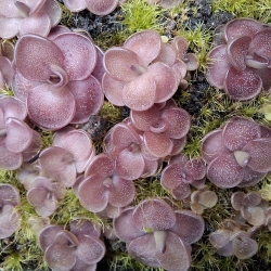 Pinguicula esseriana,, Black Leaf,, x Pinguicula potosiensis ,,Red Leaf,,