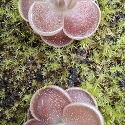 Pinguicula esseriana,, Black Leaf, White Flower,,