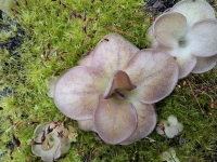 Pinguicula sp. ,,Guatemala , 3100 m a.s.l."