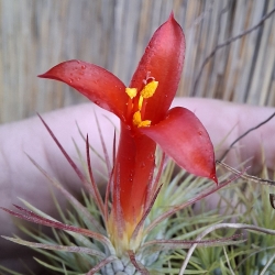 Tillandsia funckiana