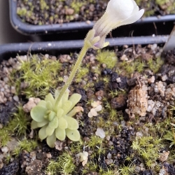 Pinguicula mirandae 