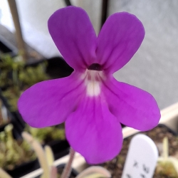 Pinguicula gypsicola x Pinguicula calderoniae 