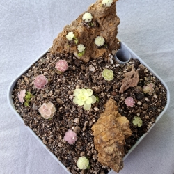 Pinguicula,  mexické tučnice 