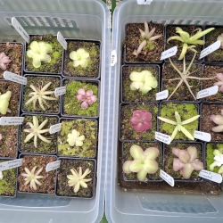 Pinguicula mix