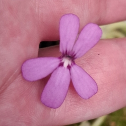 Pinguicula gypsicola 