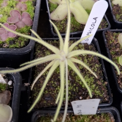 Pinguicula gypsicola 