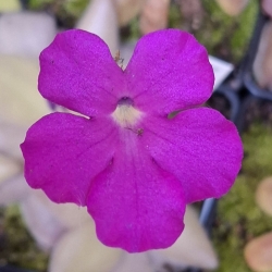 Pinguicula colimensis x Pinguicula cyclosecta