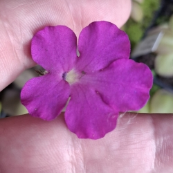 Pinguicula colimensis x Pinguicula cyclosecta