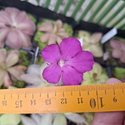 Pinguicula colimensis x Pinguicula cyclosecta