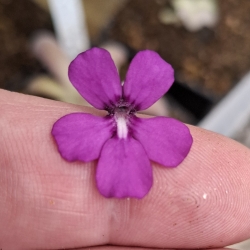 Pinguicula sp. Lautner 92/52 x Pinguicula gypsicola 'Buena Vista'