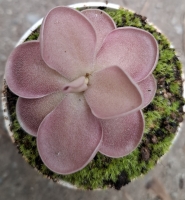 Pinguicula gigantea "Red" x Pinguicula ehlersiae 
