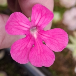 Pinguicula moctezumae x Pinguicula cyclosecta 