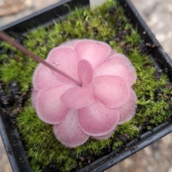 Pinguicula ,,Johanna "