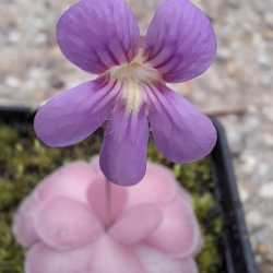 Pinguicula ,,Johanna "