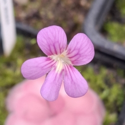 Pinguicula ,,Johanna "