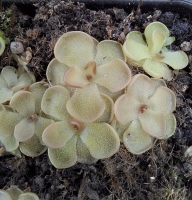 Pinguicula gracilis x Pinguicula rotundiflora 