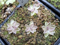 Pinguicula ,,Estrellita "