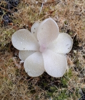 Pinguicula ,,Pirouette"