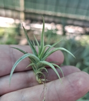 Tillandsia aeranthos x Tillandsia xiphioides