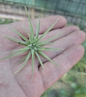 Tillandsia plagiotropica 