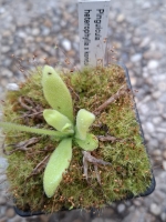 Pinguicula heterophylla x Pinguicula kondoi