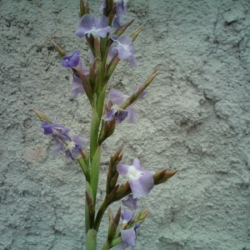 Tillandsia duratii var.duratii