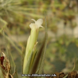 Tillandsia aeranthos alba