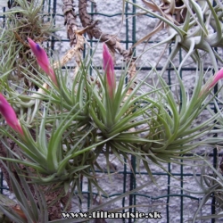 Tillandsia aeranthos trs