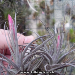 Tillandsia aeranthos ,,mini purple,,