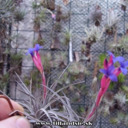 Tillandsia aeranthos ,,mini purple,,