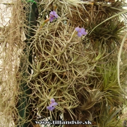 Tillandsia aeranthos ,,nana,,