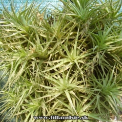 tillandsia aeranthos trs