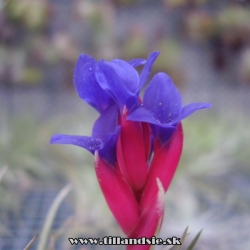 Tillandsia aeranthos X Tillandsia stricta detail