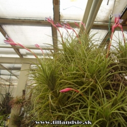 Tillandsia aeranthos X Tillandsia tenuifolia detail kvetu