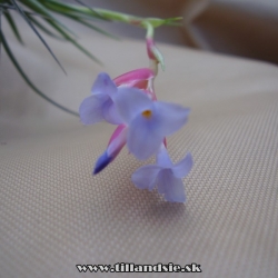 Tillandsia aeranthos X Tillandsia tenuifolia detail kvetu